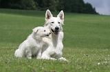 BERGER BLANC SUISSE - ADULTS ET PUPPIES 049